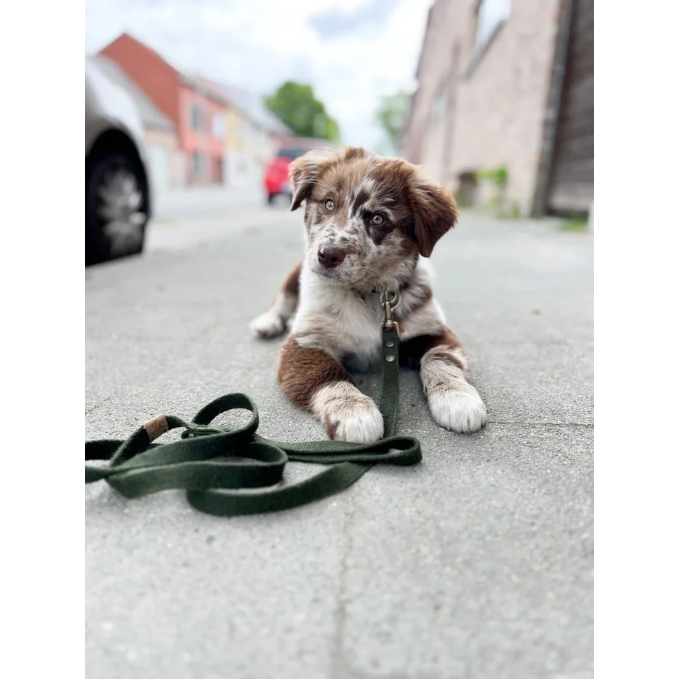 Eco-friendly vegan dog lead in forest green used for an urban hike.