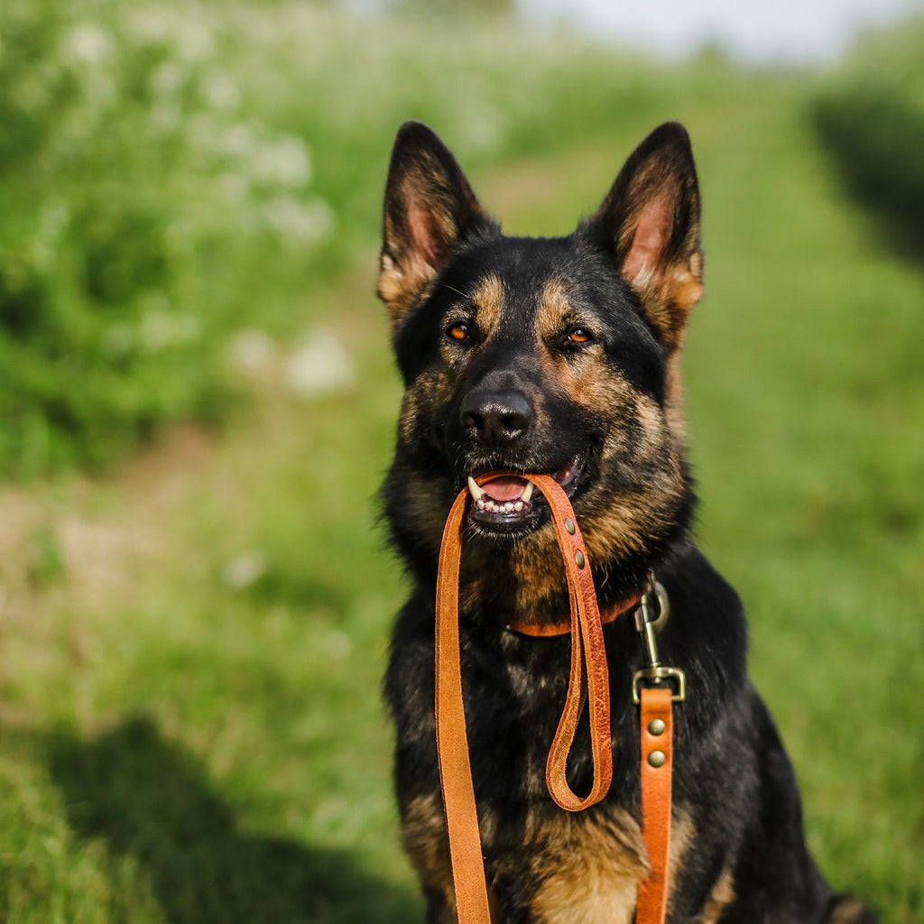 Minimalist Italian leather dog lead in camel for stylish city walking.