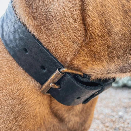 Luxury black Italian leather dog collar with vintage brass buckle.
