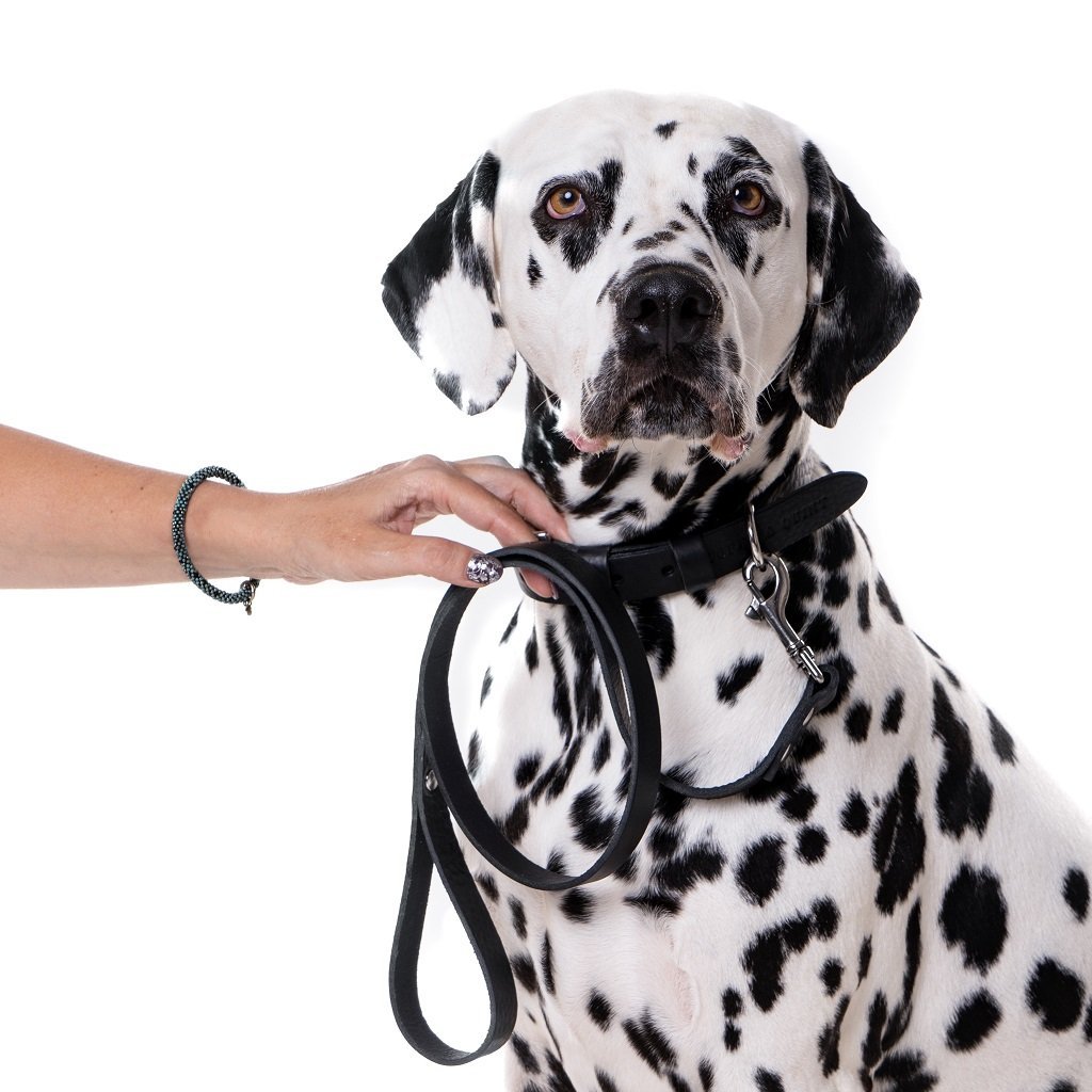 Minimalist brown leather dog collar for a timeless, classic look.