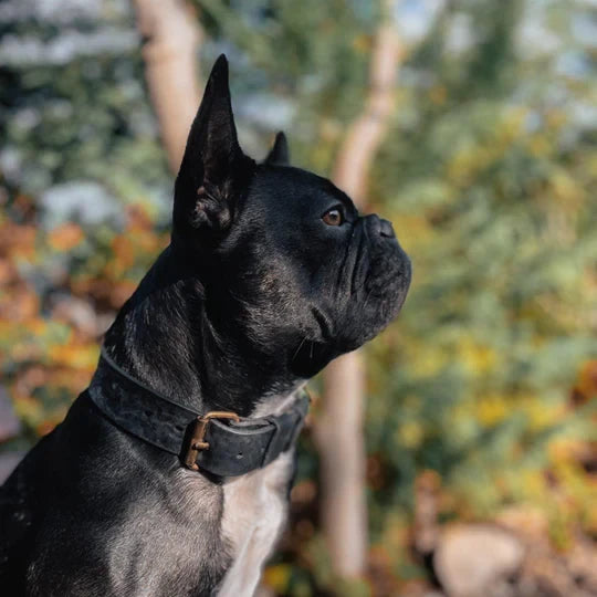 Strong black 4cm wide leather collar for muscular dog breeds.