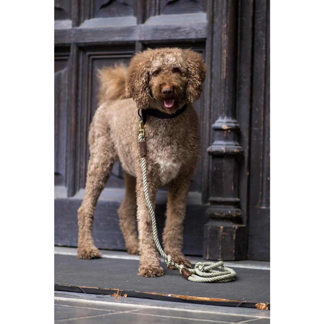 Twisted Cotton 3-in-1 Adjustable Rope Leash – Olive Green | Organic & Hands-Free