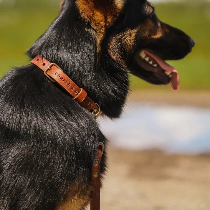 Handcrafted Italian leather dog collar in camel on a black-coated dog.