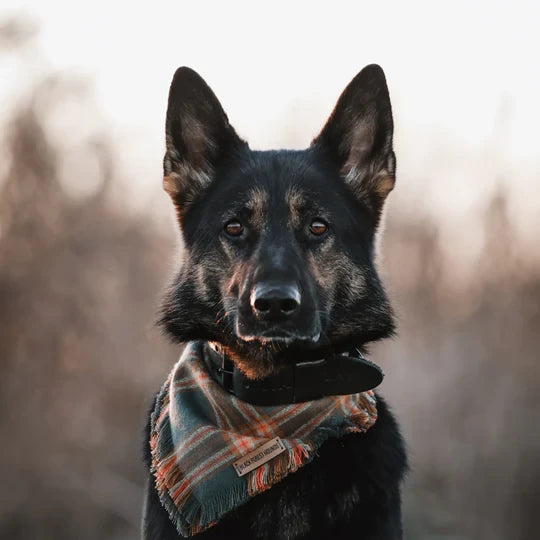 The Bold Wide Leather Collar – Midnight Black | 3cm & 4cm Premium Italian Leather