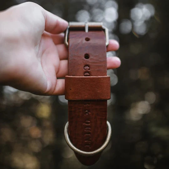 Brown leather wide dog collar with old brass and stainless steel buckle options.