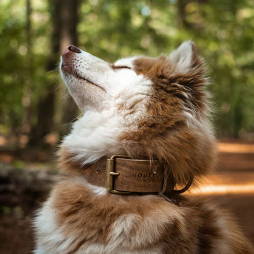 Brown dog wearing a wide stone-colored leather collar for a matching luxury look.