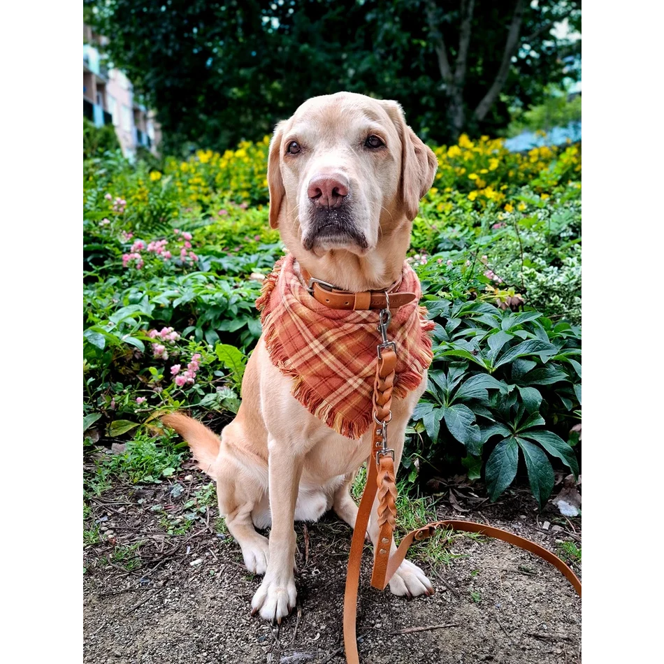 Matching cognac leather set: Twisted collar and 3-in-1 adjustable braided leash.