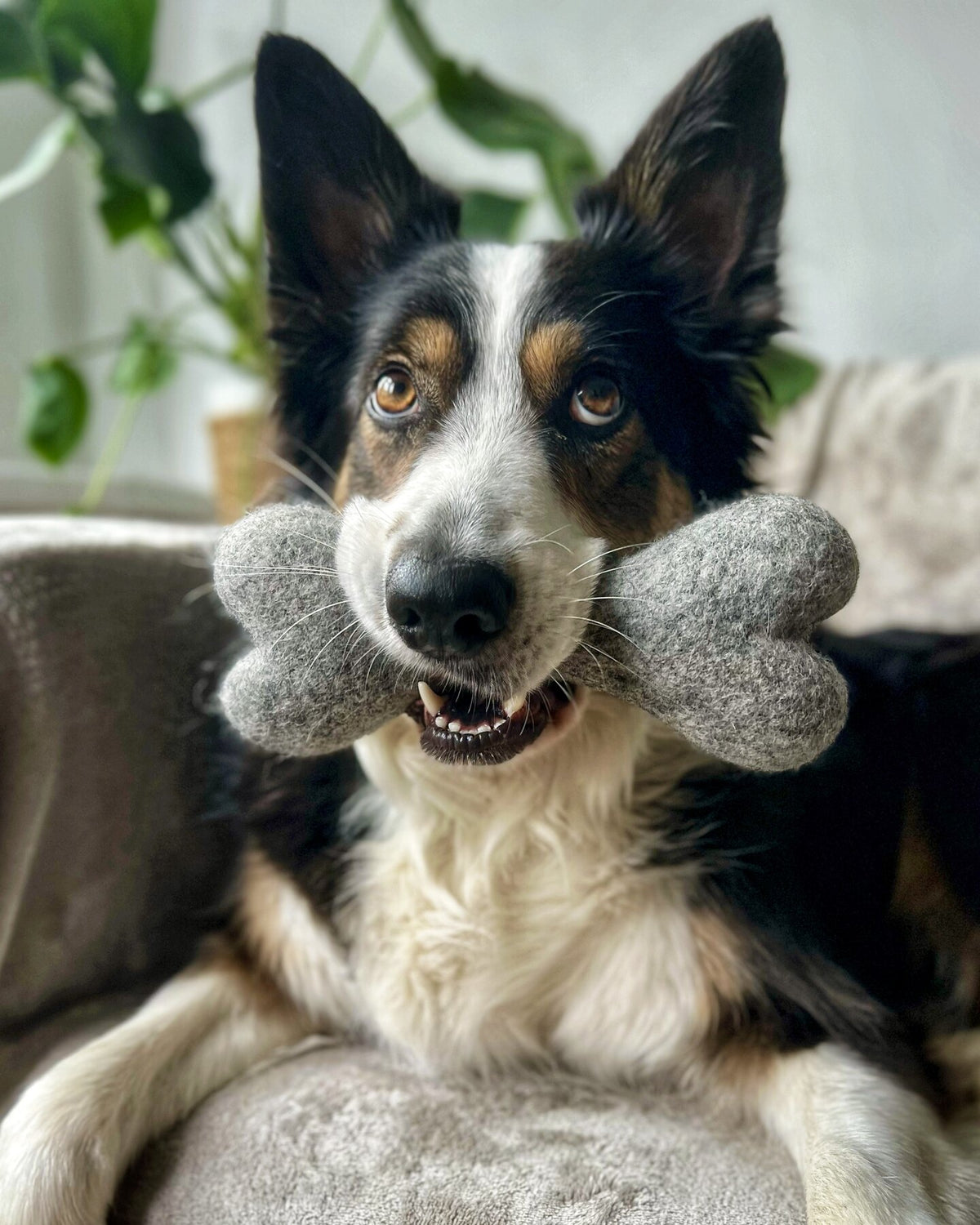 A dog at home beside a Smiley Bark bowl