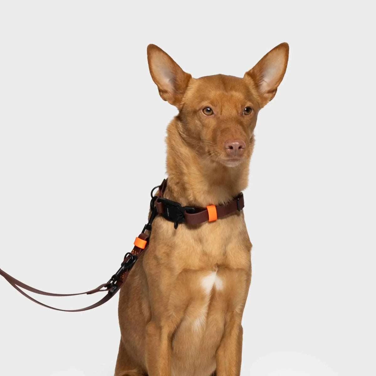 Rascal BioThane Collar and Hands-Free Leash Set – Dark Aubergine - Smiley Bark