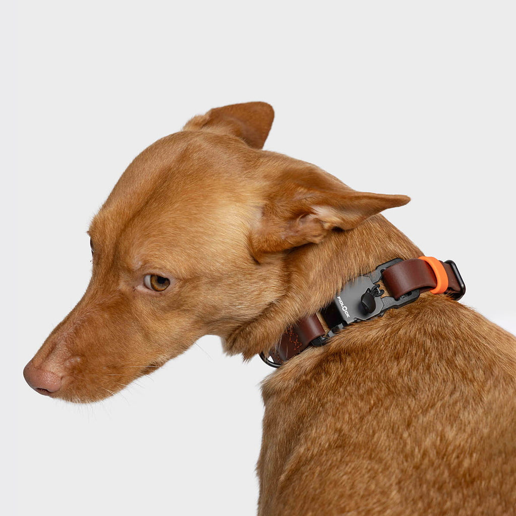 Rascal BioThane Dog Collar – Dark Aubergine - Smiley Bark