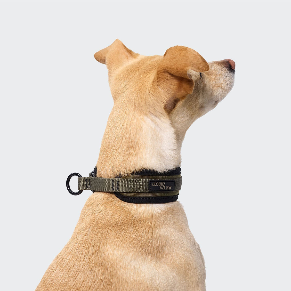 Steady Martingale Dog Collar - Smiley Bark