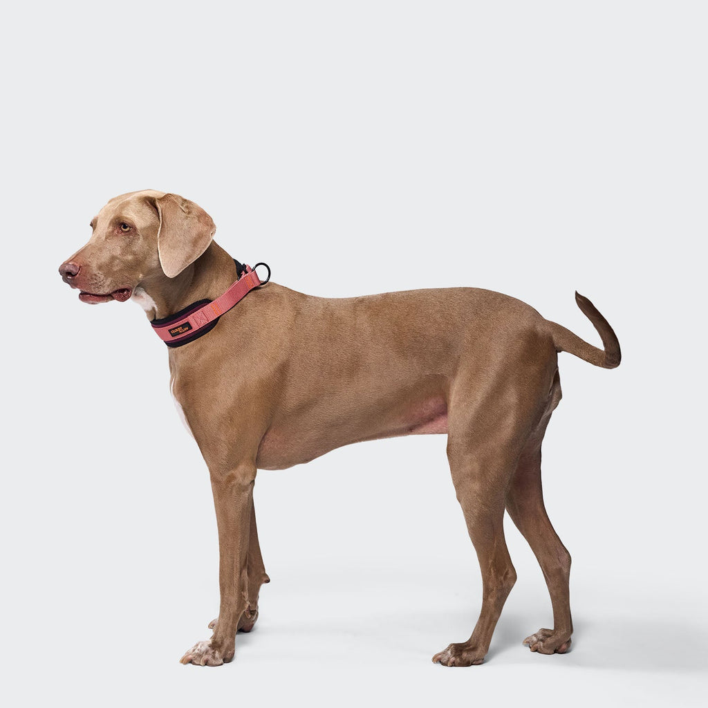Steady Martingale Dog Collar – Aubergine and Soft Rose - Smiley Bark