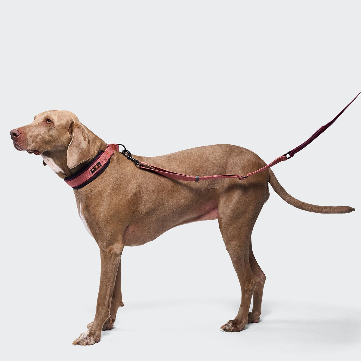 Steady Martingale Dog Collar – Aubergine and Soft Rose - Smiley Bark