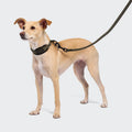 Steady Martingale Dog Collar – Olive - Smiley Bark