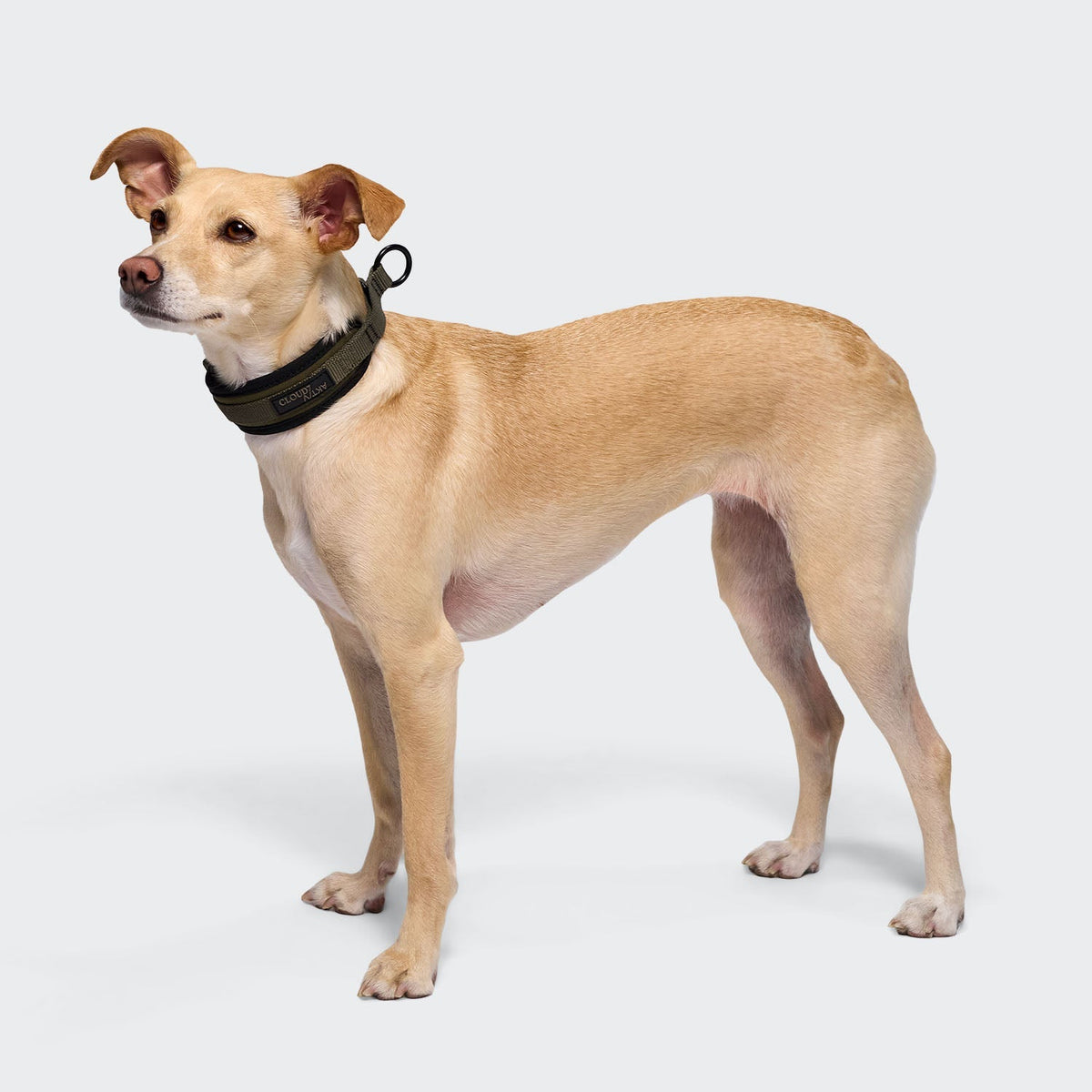 Steady Martingale Dog Collar – Olive - Smiley Bark