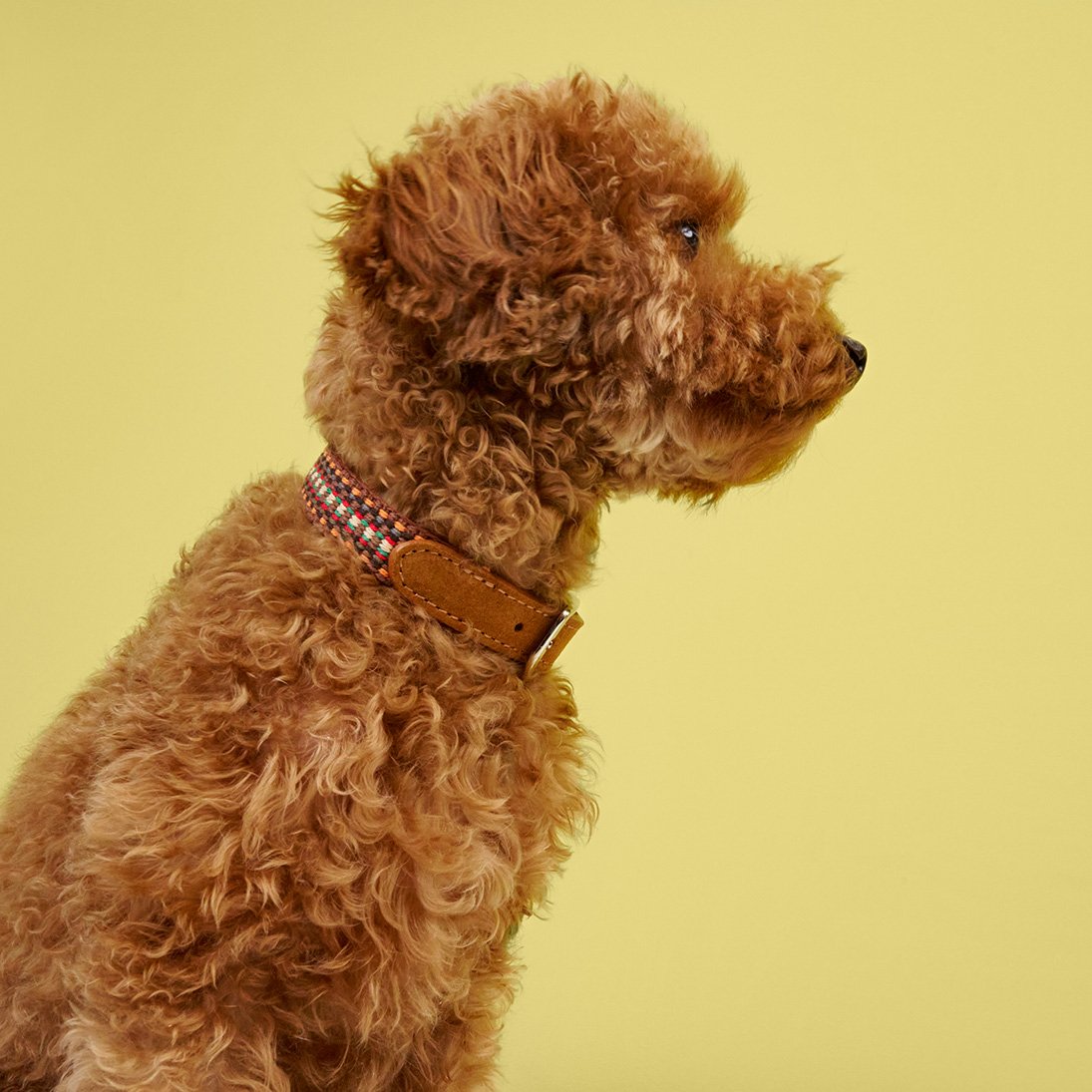 Sunny Dog Collar – Sunset - Smiley Bark