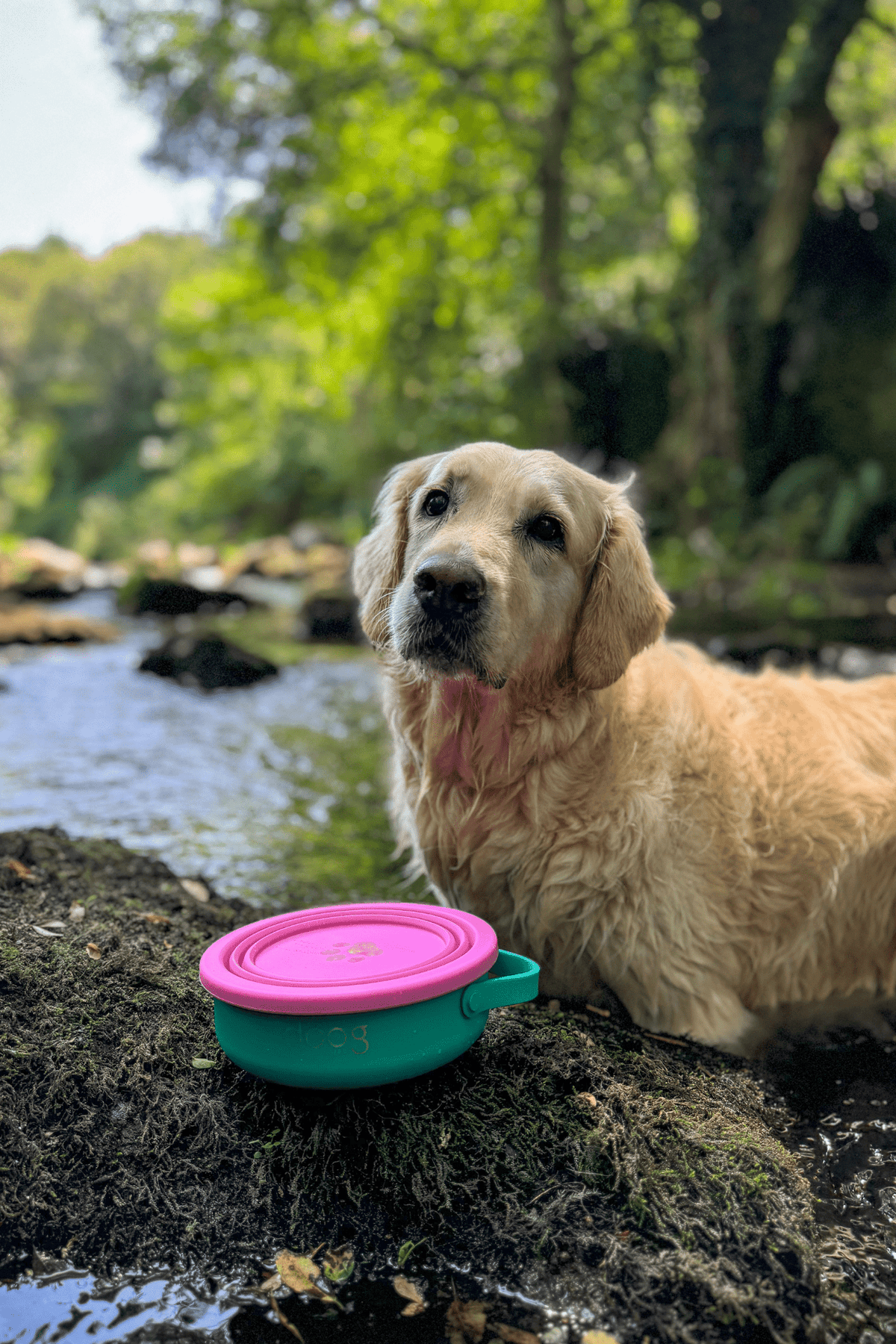 The Collapsible Travel Bowl — 2-in-1 Food & Water - Smiley Bark